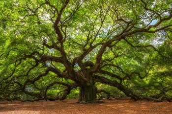 Can I Install Artificial Grass Under Oak Trees? (Pros & Cons ...