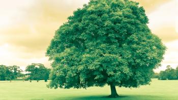 Greatest Tree of All Time | The GOAT Series