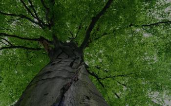 Alpine Tree Co. LLC | Stump Grinding | Stafford Springs, CT
