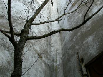 tree against concrete wall