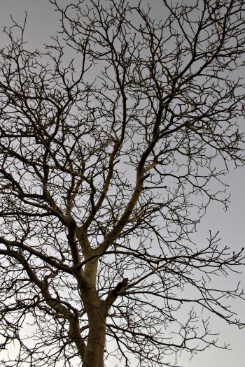 Tree against the sky