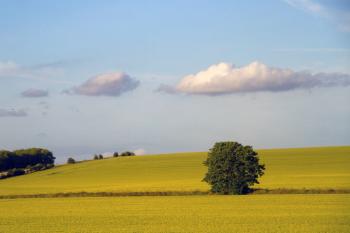 Tree and Field