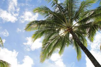 Free Stock Photo of Palm Tree in Sky with Clouds