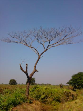 tree at atumun