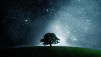Tree At Night #6972571