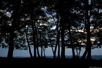 Twilight Trees