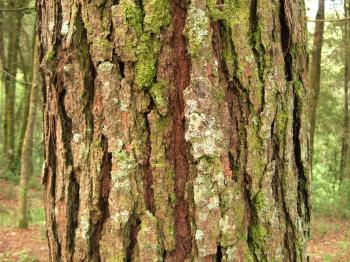 Bark (botany) - Wikipedia