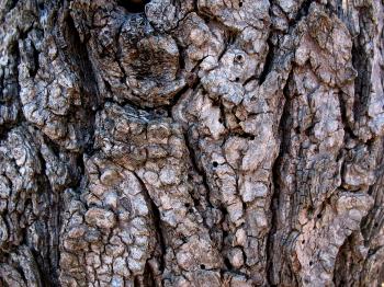 Free Tree Bark Nature Texture Texture - L+T