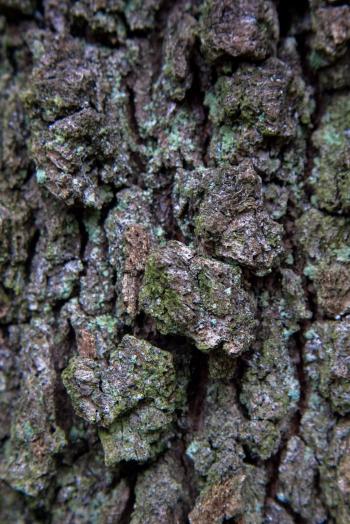 Tree Bark Texture