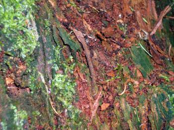 Tree bark with plant growth