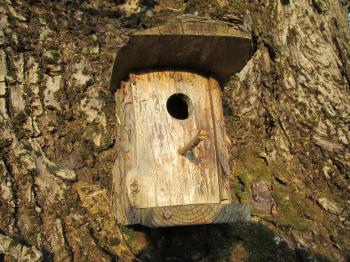Tree birdhouse