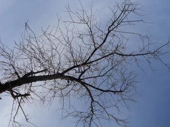 Tree branch