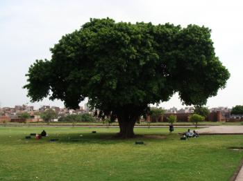 Tree by Lahore shahi fort