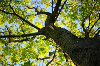 Tree Closeup