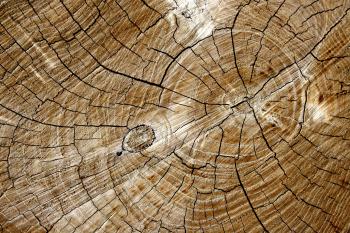 Cut End of Log with Tree Rings Texture Picture | Free Photograph ...