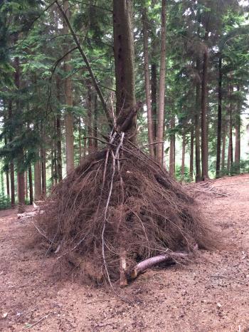 The Tree House – Come and join me as I explore trees. Fancy a cuppa?