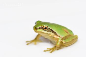 Mountain Tree Frog (Hyla eximia) · iNaturalist.org