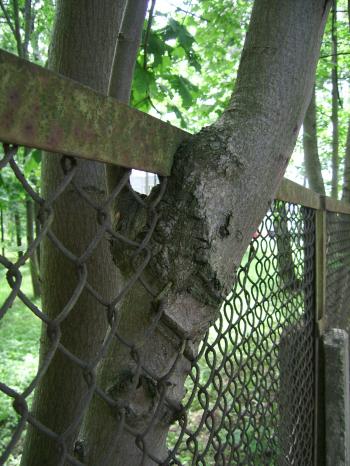 Tree grown into the fence