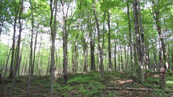 Trees in forest 002 - free stock footage 1080p HD - YouTube