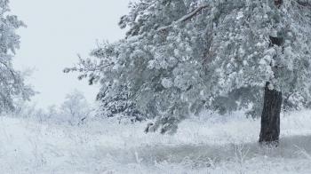 fir tree in snow wild forest Christmas winter branch snowing Stock ...