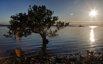 Tree in water / 2560 x 1600 / Water / Photography | MIRIADNA.COM