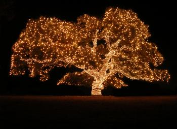 2017 Piedmont Avenue Tree Lighting & Stroll | Oakland | Funcheap