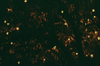Tree Lights at Night