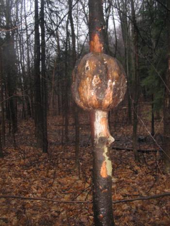 looks like art : Tree Lump, Mont Royal, December 2006 - doreyme