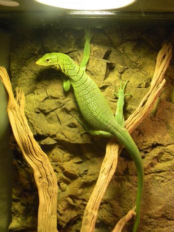 Green Tree Monitor by Godzilla2915 on DeviantArt