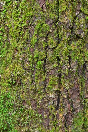 Tree Moss - HDR Texture