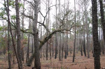 File:Contrasting Tree Types Coexist in a Forest.jpg - Wikimedia Commons