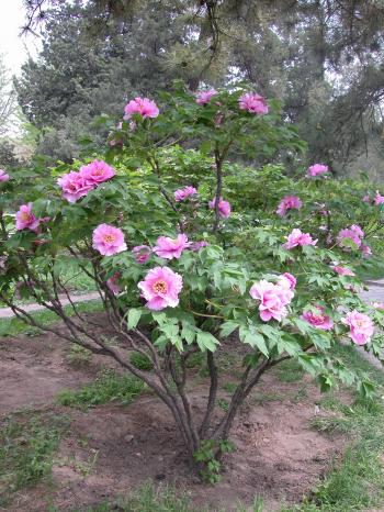 Peony Growth Habits: a peony for every place – Cricket Hill Garden