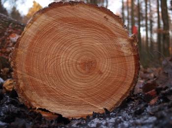 File:Tree rings.jpg - Wikimedia Commons