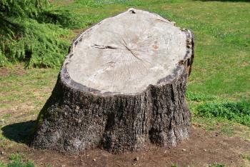 4 Critical Reasons to Remove a Tree Stump | Agape Press