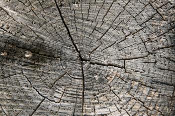 High Quality Tree Stump Textures | High Quality Textures
