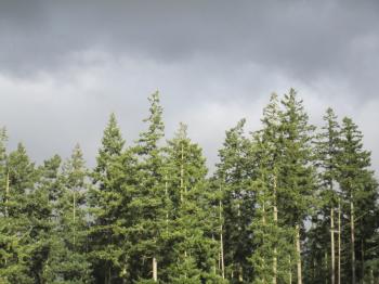 Tree Tops - hotelroomsearch.net