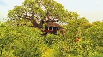 Elewana Collection - Photo Gallery - Tarangire Treetops