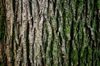 Tree trunk texture