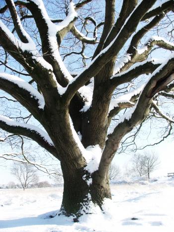tree with snow in winter