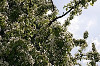 Tree with white flowers