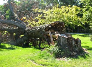 How Trees Can Become Debris | WisContext