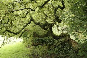 Weeping tree - Wikipedia