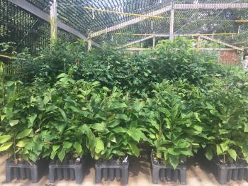 Kansas Forest Service Conservation Tree Program