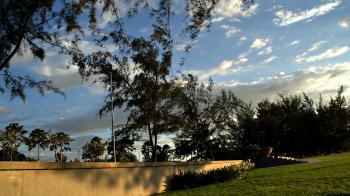 Trees and Sky