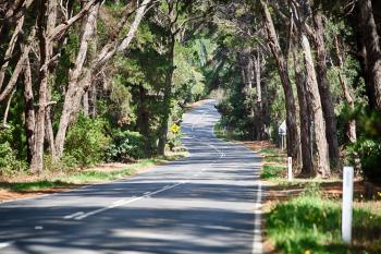 Trees Covering The Road | Steven Wright