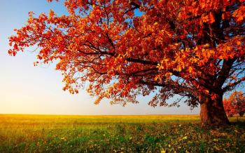 HD Autumn Tree Landscape Images Wallpaper | Download Free - 144244