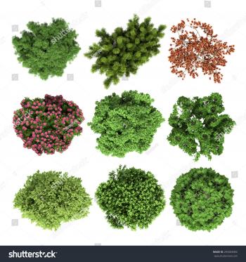 Trees Top View Landscape On White Stock Illustration 293283002 ...