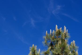 Trees Touching the Arizona Sky