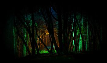 Trees With Green Light in Nighttime Photo