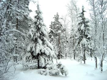 How Do Trees Survive The Cold? | The Olive Tree